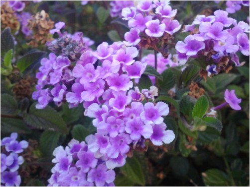 Pink flowers